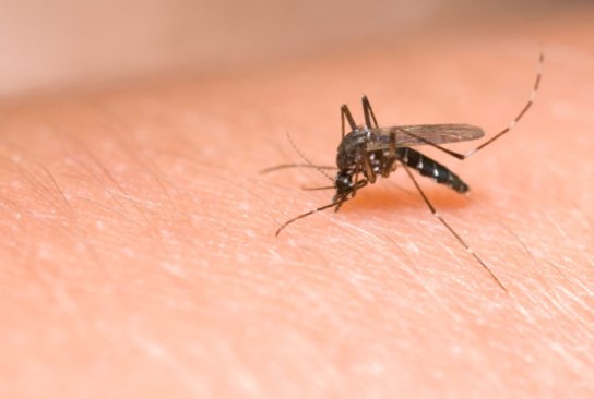 Dengue- Symptoms, Prevention & Homeopathy Medicines