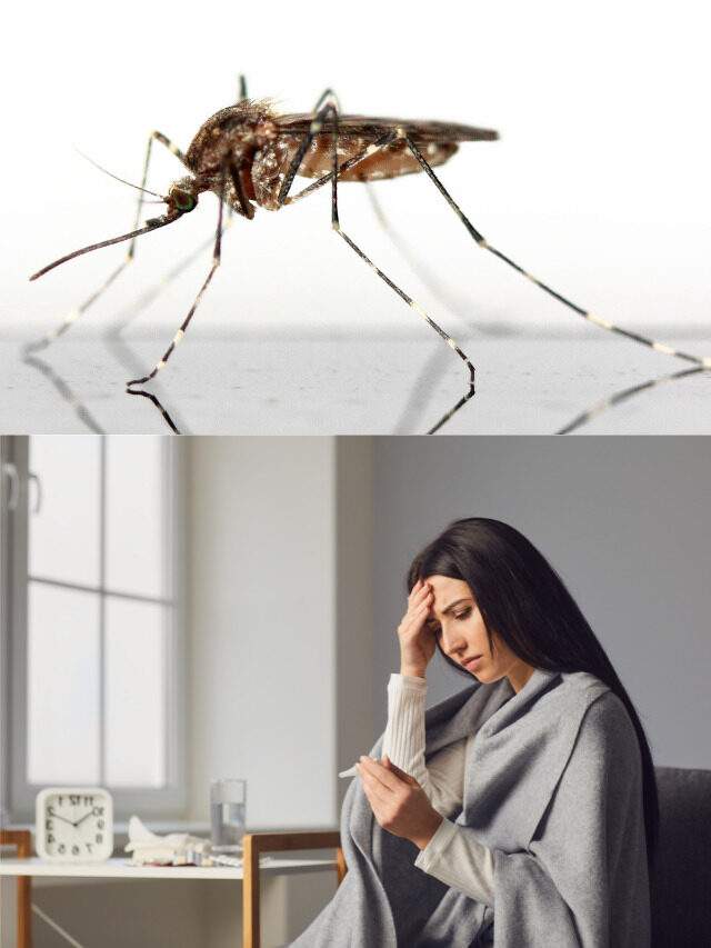 Dengue Symptoms, Onset & Incubation period