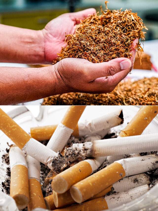 Tobacco Side effect or ill effects