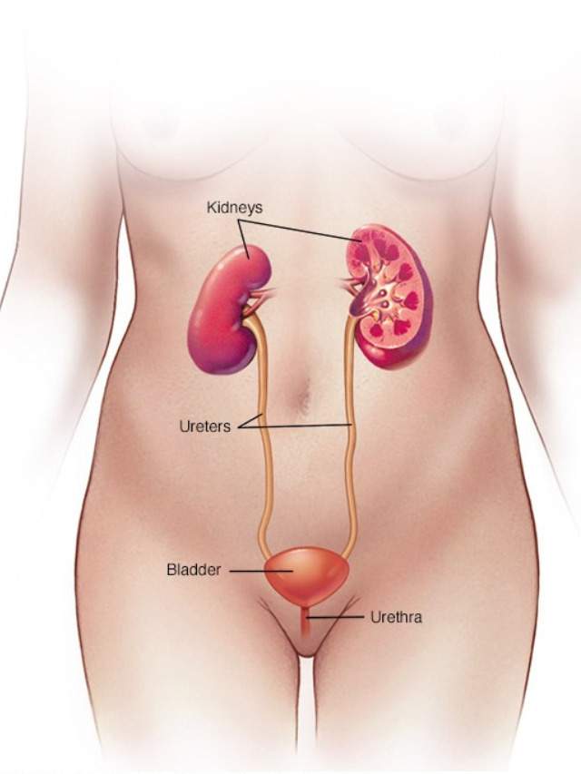 Symptoms of Urinary tract infection or UTI